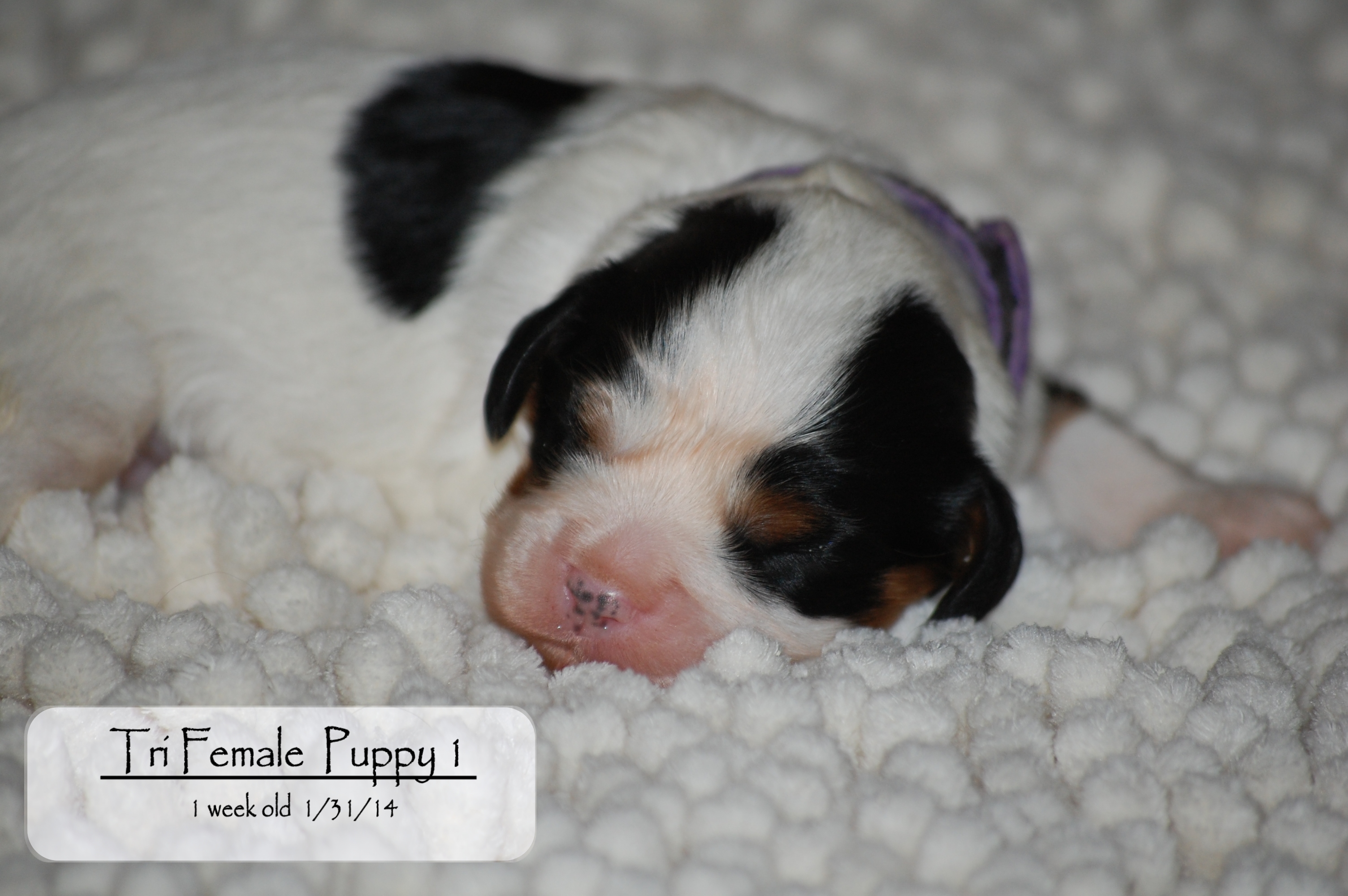 Jazmin.puppy.one.1.week.jpg